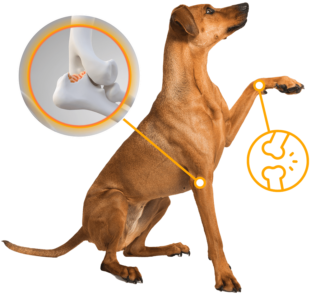 Hip-Joint-Support